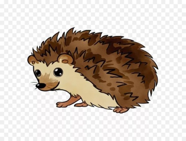 Ежик рисованный