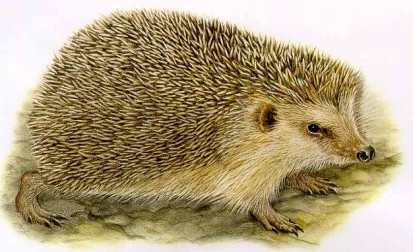 Изображение Ёжика для детей