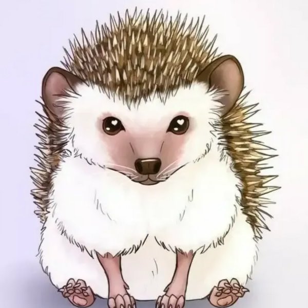 Ёжик раскраска для детей