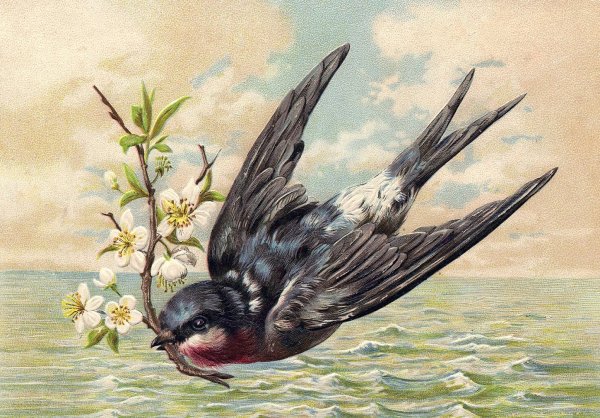 Чарльз Войси ласточки