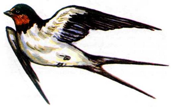 Ласточка Перелетная птица