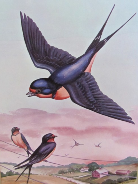 Ласточка Перелетная птица