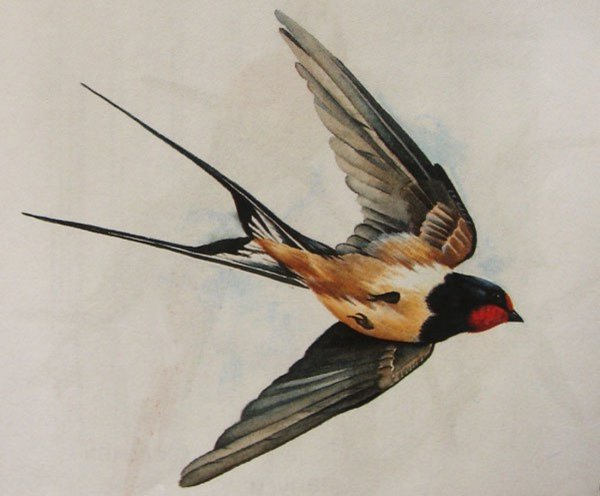 Ласточка птица для детей