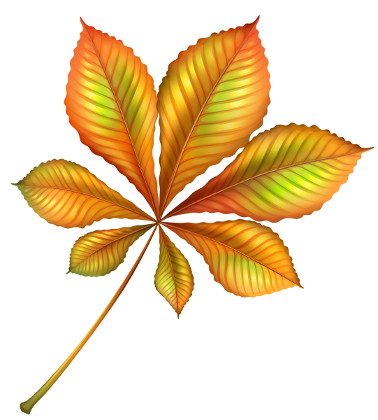 Листья каштана осенью