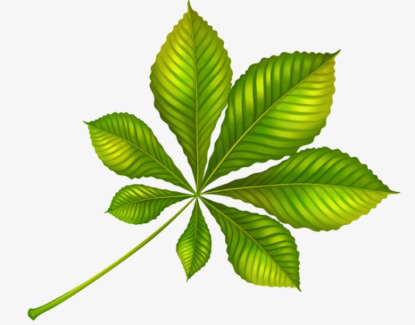 Листок каштана