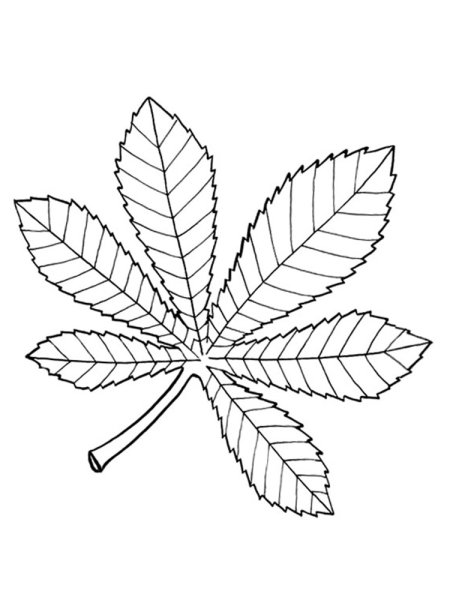 Лист каштана раскраска