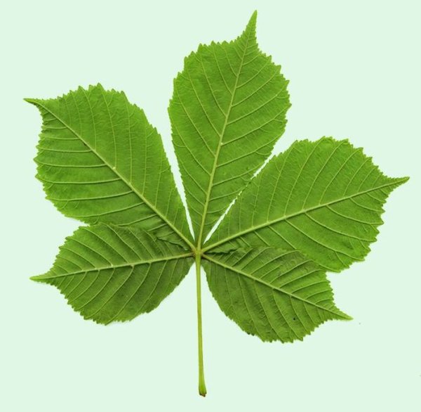 Каштан для раскрашивания