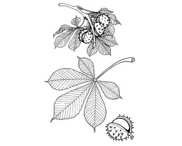 Каштановый лист трафарет