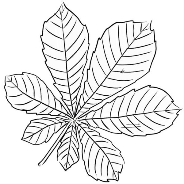 Листик каштана