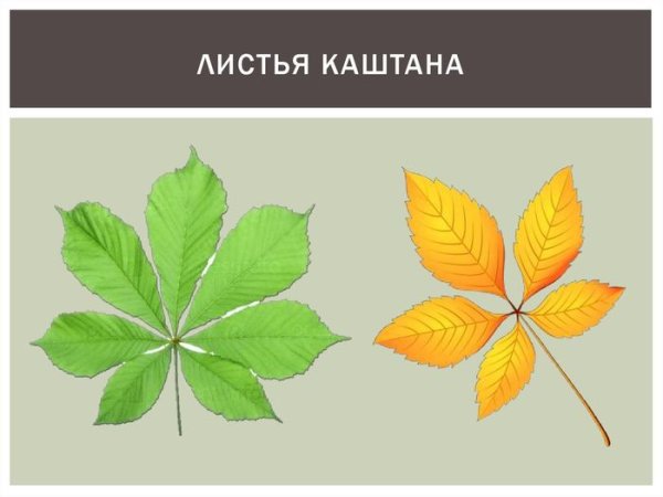 Лист каштана