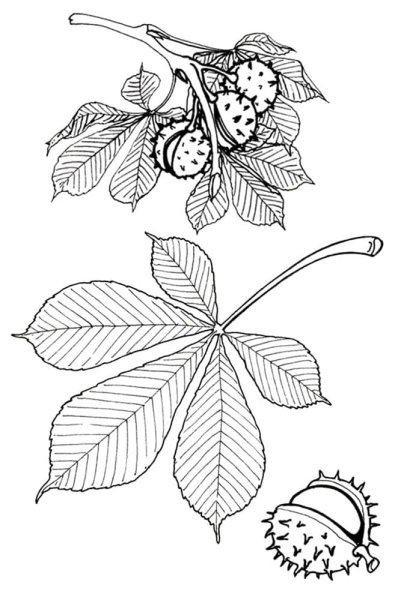 Лист каштана раскраска