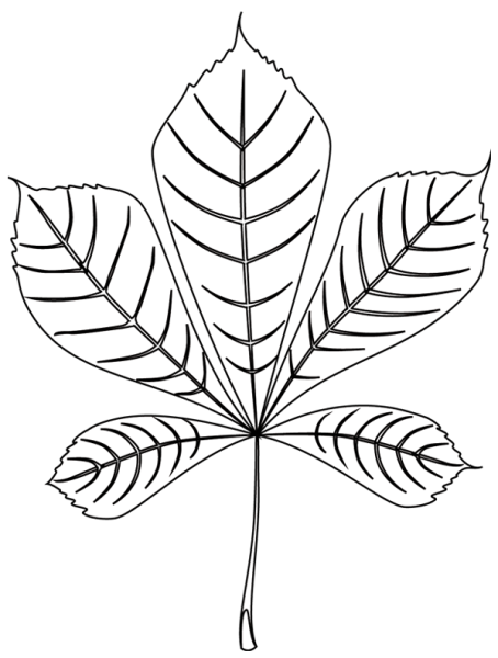 Каштановый лист на прозрачном фоне