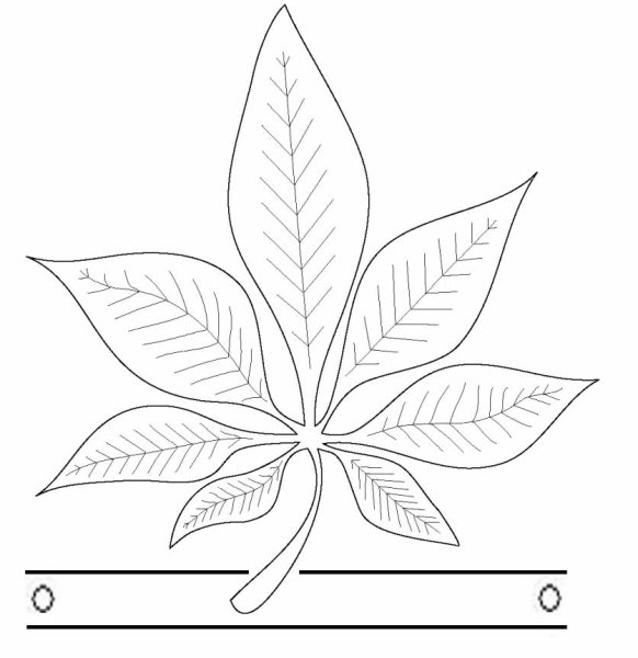 Лист каштана