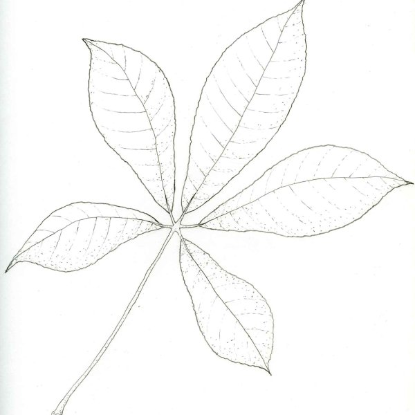 Конский каштан листья