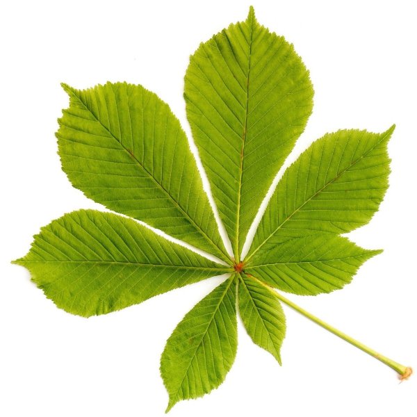 Каштановый лист трафарет