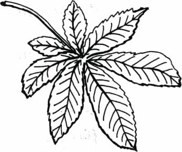 Конский каштан листья