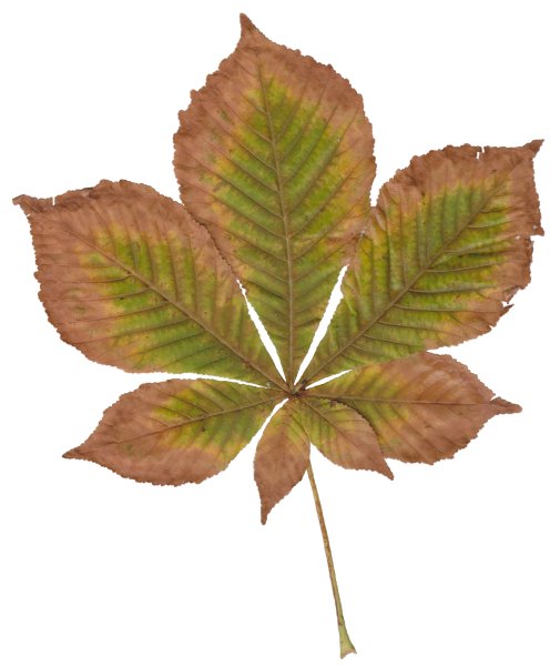 Каштановый лист трафарет