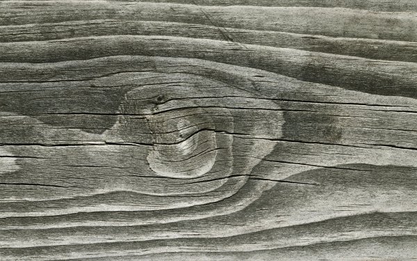 Текстура дерева