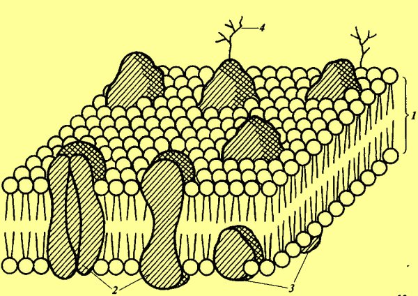 Плазматическая мембрана липидный