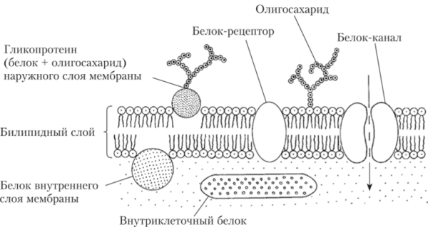 Схема плазматической мембраны клетки