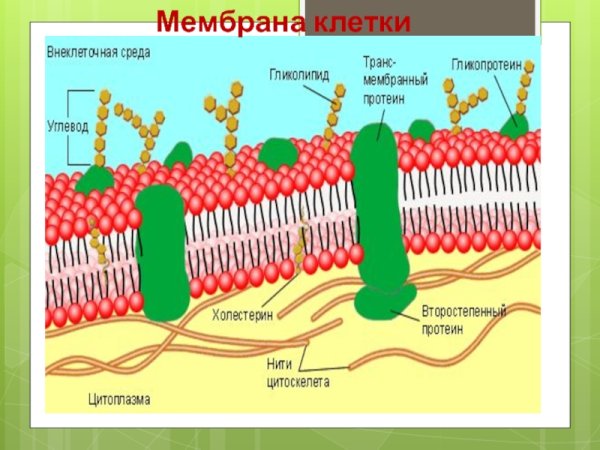 Структура клетки плазматическая мембрана