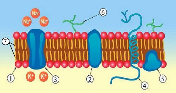 Плазматическая и цитоплазматическая мембрана