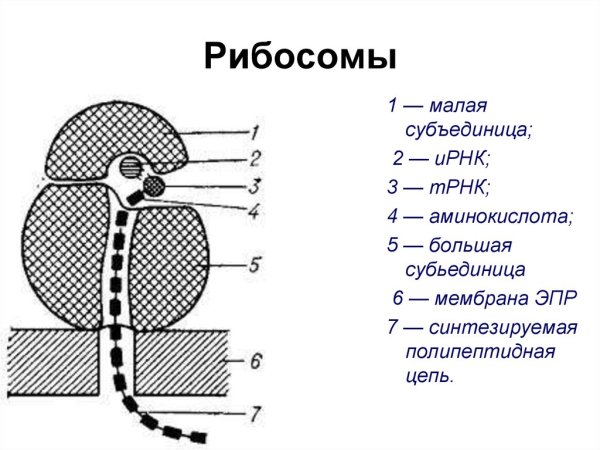 Структура клетки рибосома