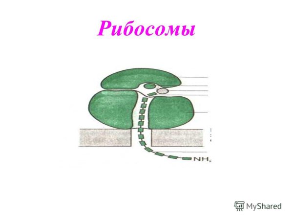 Рибосома строение рисунок