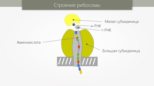 Строение рибосомы большая и малая субъединица