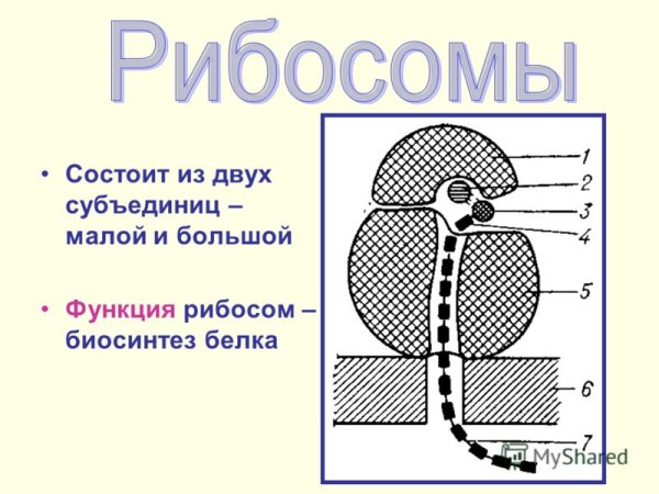 Строение малой и большой субъединиц рибосом