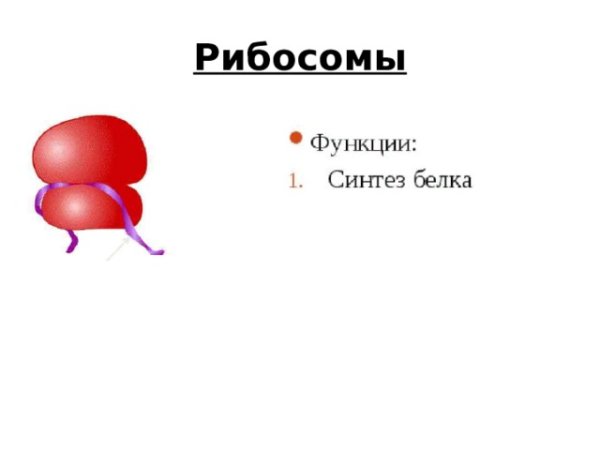 Строение рибосомы без подписей