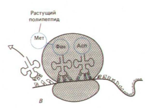 Рибосома без надписей