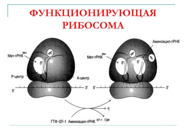 Синтез полипептидной цепи на рибосоме