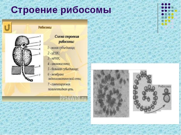 Строение рибосомы клетки