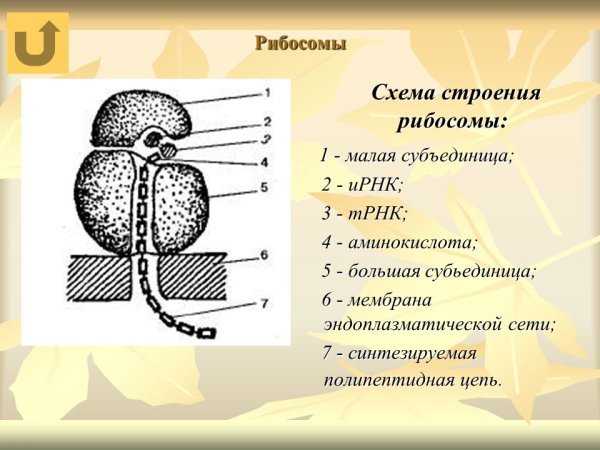 Строение рибосом и их функции