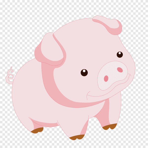Свинья на белом фоне