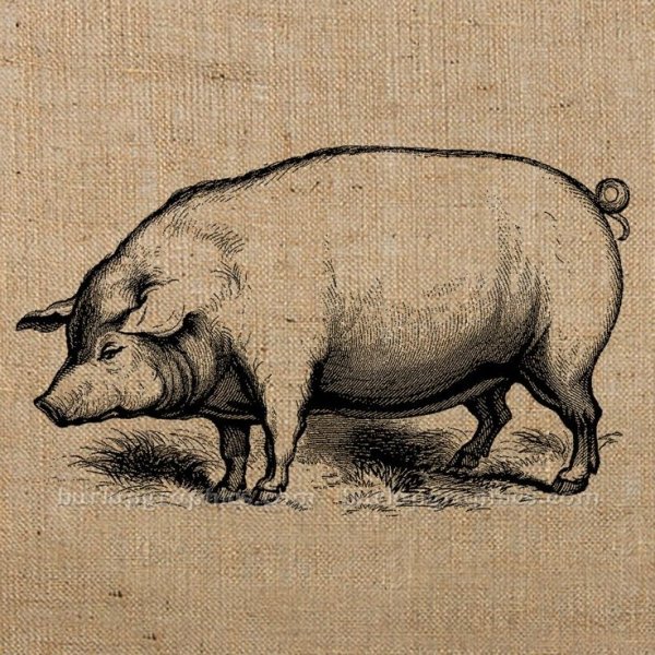 Свинья зарисовка