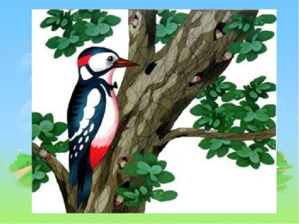 Белоспинный дятел рисунок