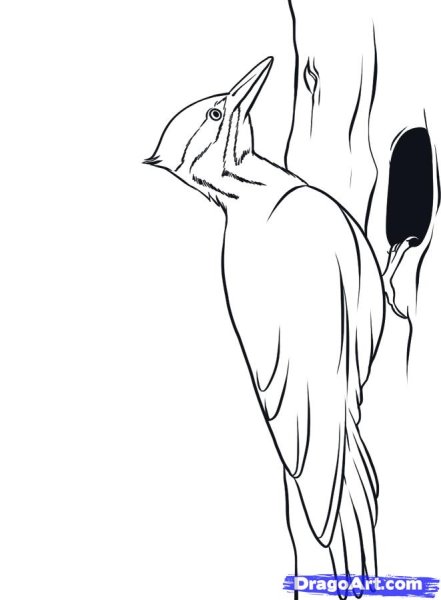 Дятел на белом фоне