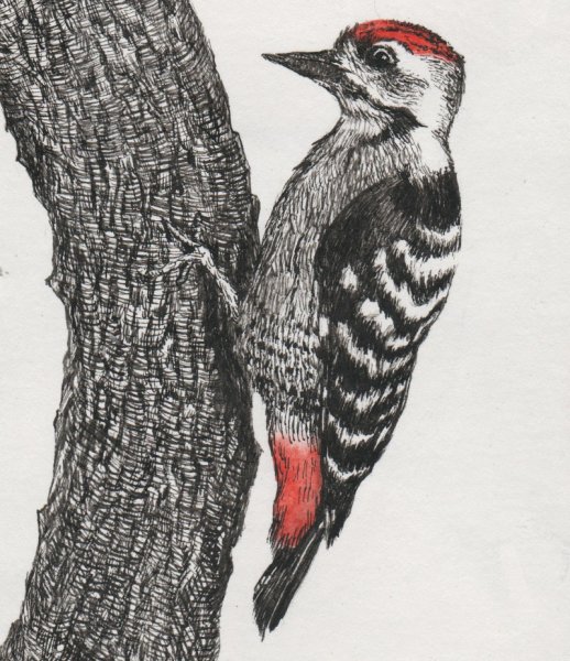 Дятел картинка для детей