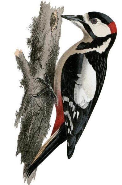 Большой пестрый дятел нарисовать