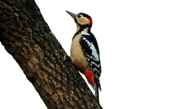 Дятел раскраска