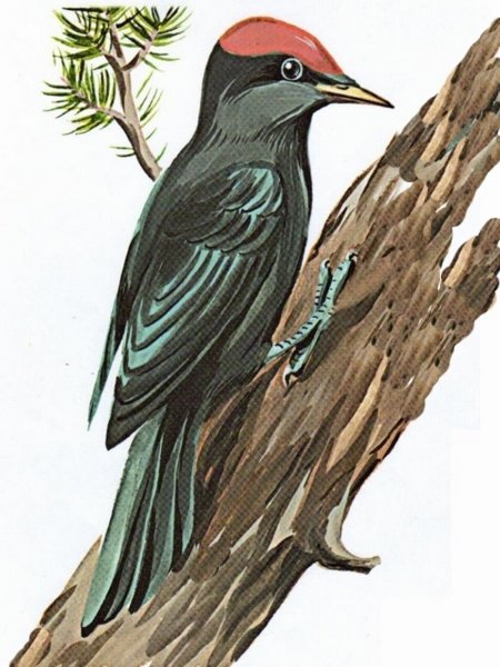 Дятел для детей