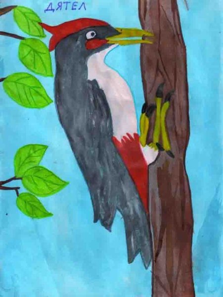 Дятел картинка для детей