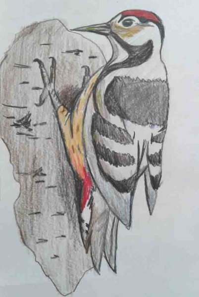 Дятел раскраска для детей