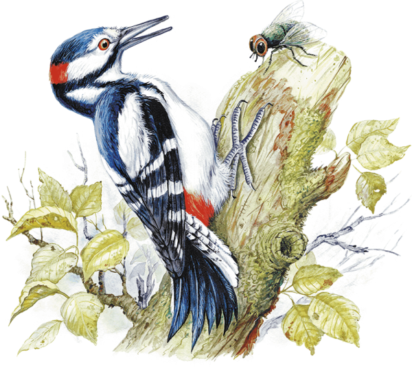 Дятел картинка