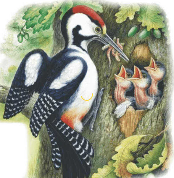 Дятел рисунок