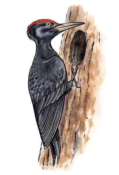 Малый пестрый дятел рисунок