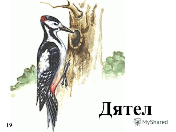 Контур птицы дятел