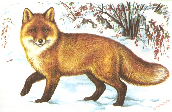 Рисунок лисы
